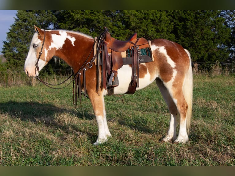 American Paint Horse Mare 5 years 16 hh Chestnut in Greensburg KY
