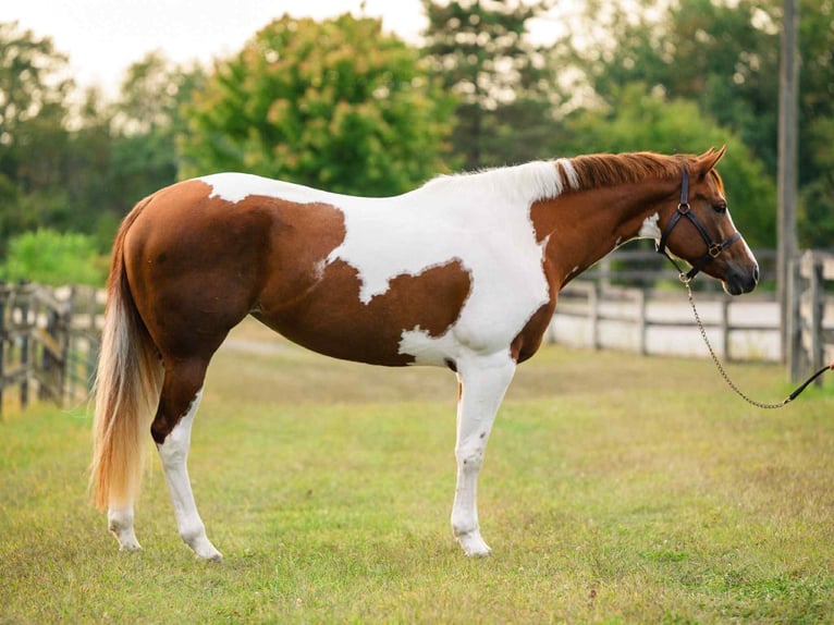 American Paint Horse Mare 5 years 16,1 hh Tobiano-all-colors in New Holland