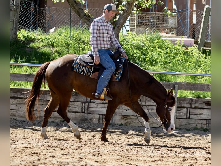 American Paint Horse Mare 5 years Chestnut-Red in EhingenEhingen