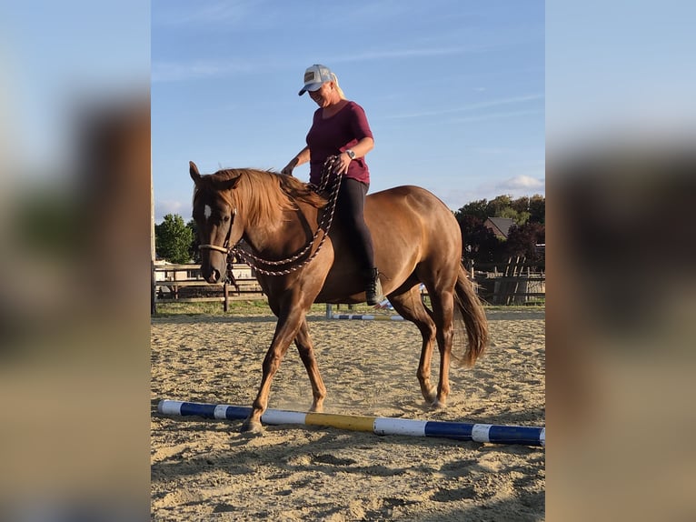 American Paint Horse Mare 5 years Chestnut in Lier