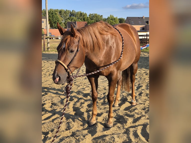 American Paint Horse Mare 5 years Chestnut in Lier