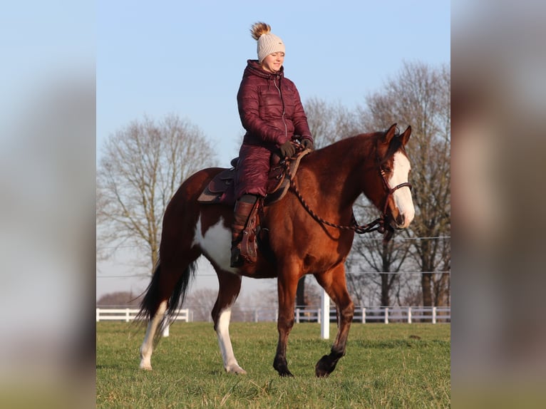 American Paint Horse Mix Mare 5 years Tobiano-all-colors in Oberhausen
