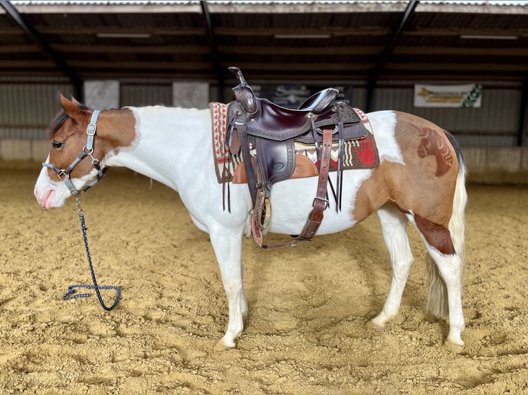 American Paint Horse Mare 6 years 13,1 hh Tobiano-all-colors in Schinveld