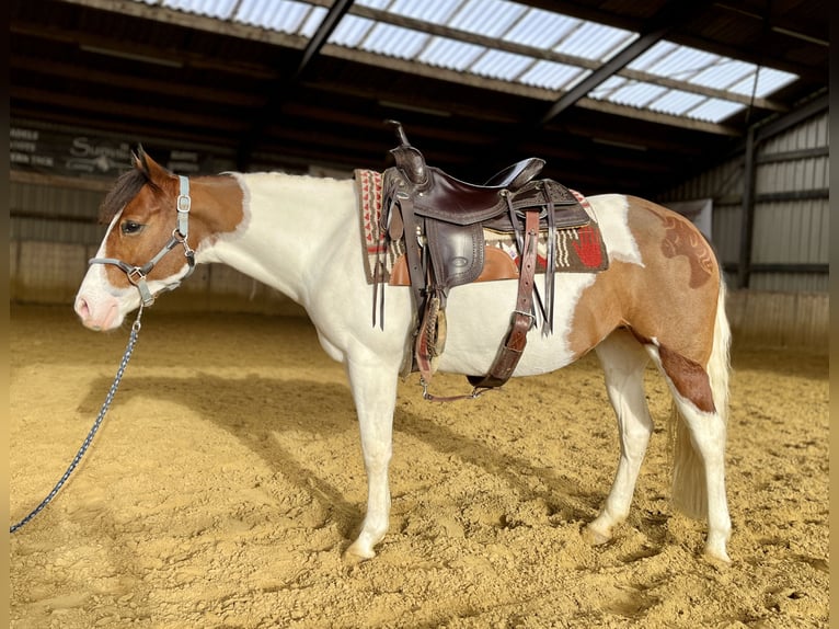 American Paint Horse Mare 6 years 13,1 hh Tobiano-all-colors in Schinveld