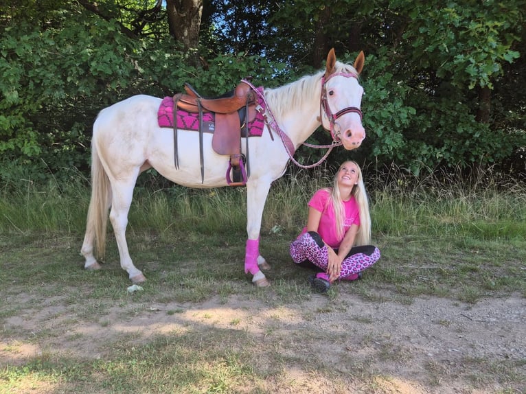 American Paint Horse Mare 6 years 14.1 hh Overo-all-colors in Linkenbach