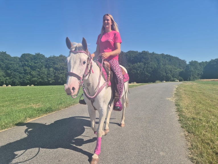 American Paint Horse Mare 6 years 14.1 hh Overo-all-colors in Linkenbach