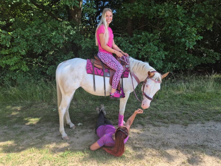 American Paint Horse Mare 6 years 14.1 hh Overo-all-colors in Linkenbach