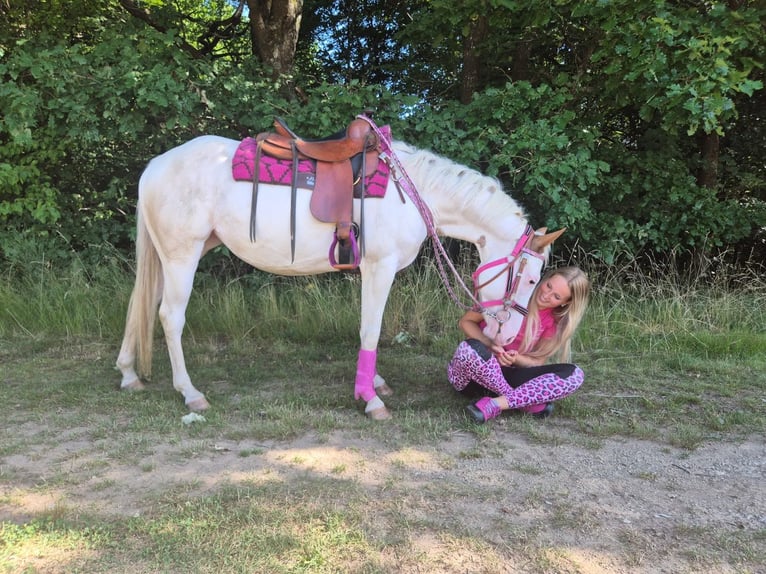 American Paint Horse Mare 6 years 14.1 hh Overo-all-colors in Linkenbach