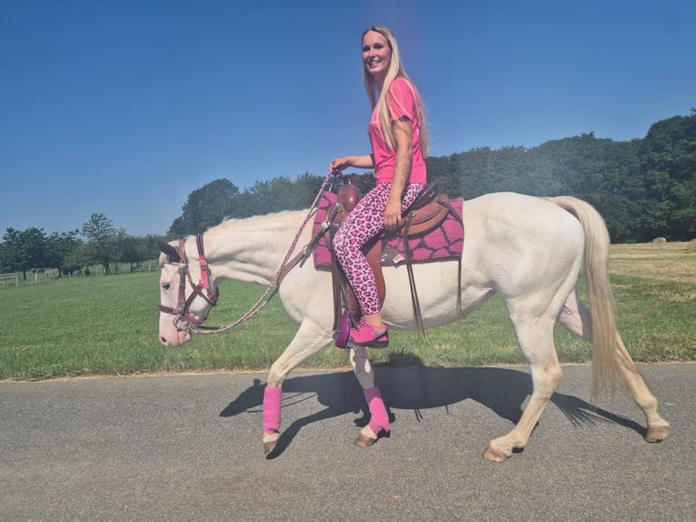 American Paint Horse Mare 6 years 14.1 hh Overo-all-colors in Linkenbach