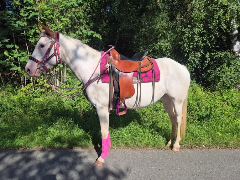 American Paint Horse Mare 6 years 14.1 hh Overo-all-colors in Linkenbach