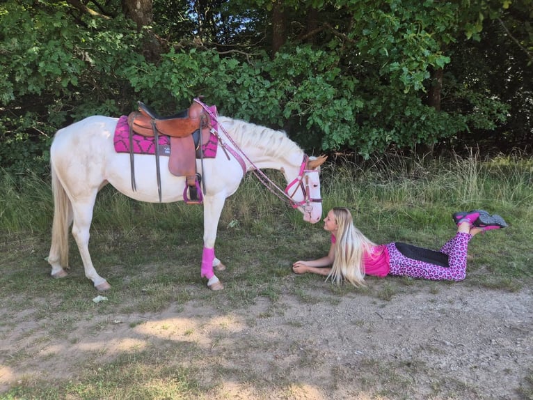 American Paint Horse Mare 6 years 14.1 hh Overo-all-colors in Linkenbach