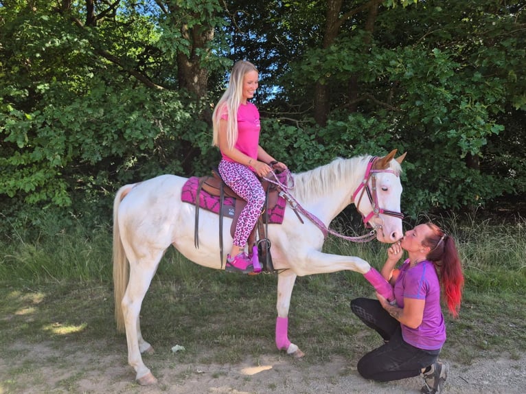 American Paint Horse Mare 6 years 14.1 hh Overo-all-colors in Linkenbach