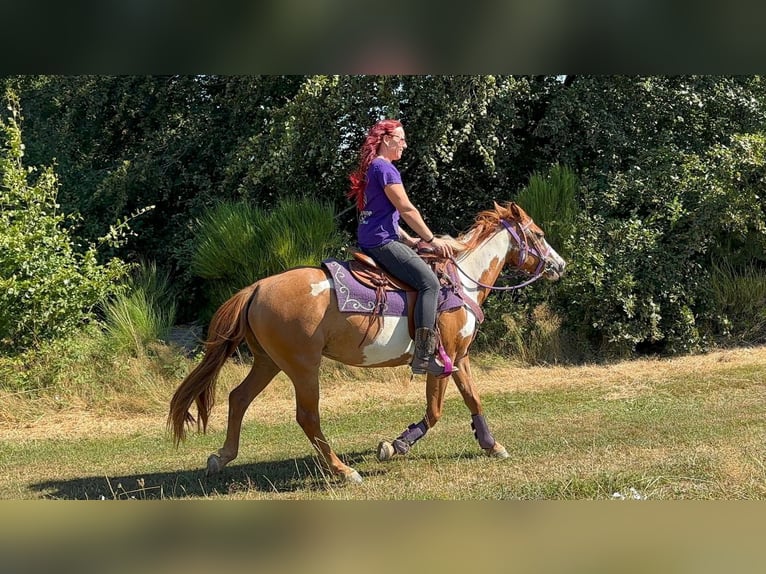American Paint Horse Mare 6 years 14.1 hh Pinto in Linkenbach