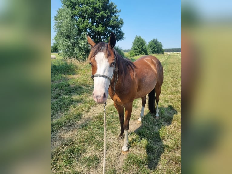 American Paint Horse Mare 6 years 14.1 hh Rabicano in Beelitz