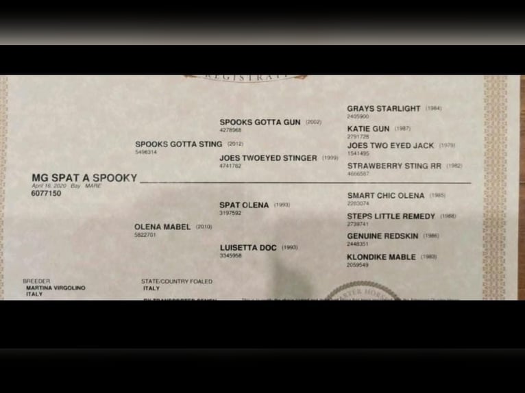 American Paint Horse Mare 6 years 14.1 hh Rabicano in Beelitz