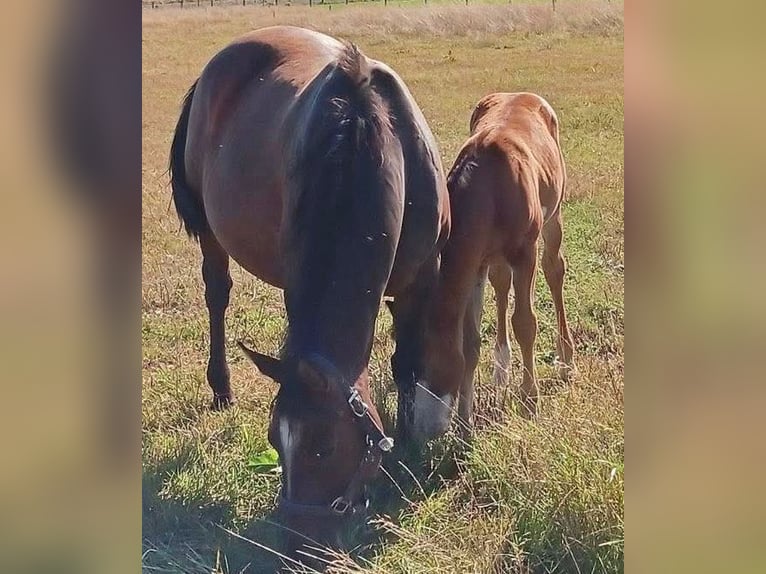 American Paint Horse Mare 6 years 14.2 hh Brown in Bornem