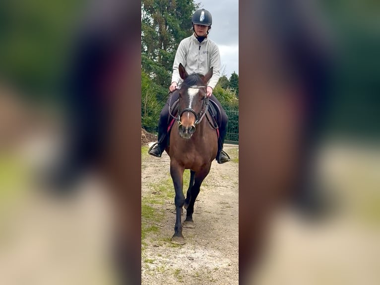 American Paint Horse Mare 6 years 14.2 hh Brown in Bornem