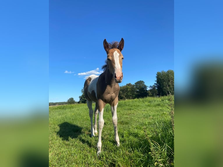 American Paint Horse Mare 6 years 14.2 hh Champagne in Schollene