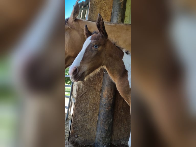 American Paint Horse Mare 6 years 14.2 hh Champagne in Schollene