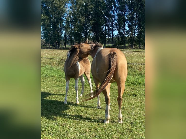 American Paint Horse Mare 6 years 14.2 hh Champagne in Schollene