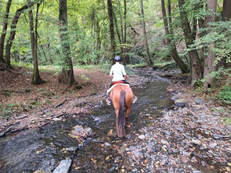 American Paint Horse Mare 6 years 14 hh Chestnut-Red in Kördorf
