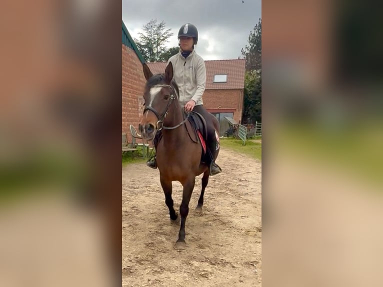 American Paint Horse Mare 6 years 14,2 hh Brown in Bornem