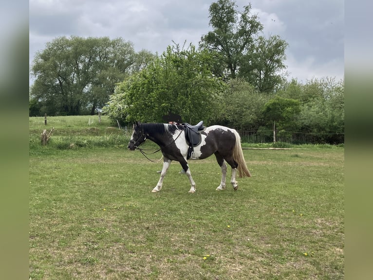 American Paint Horse Mix Mare 6 years 14,2 hh Tobiano-all-colors in Rukieten