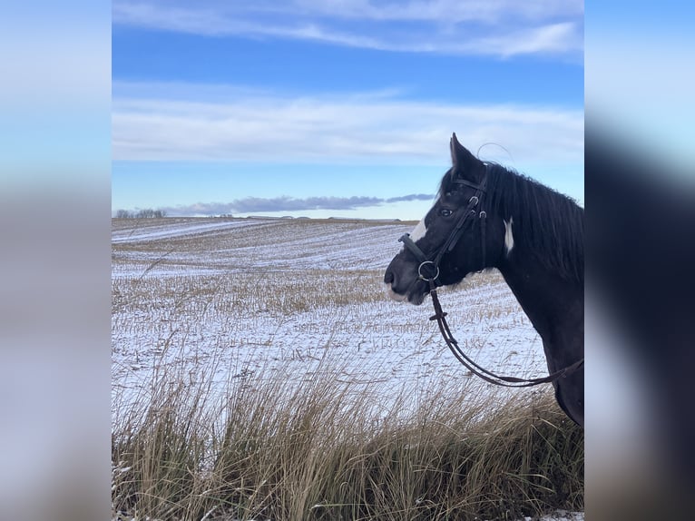 American Paint Horse Mix Mare 6 years 14,2 hh Tobiano-all-colors in Rukieten