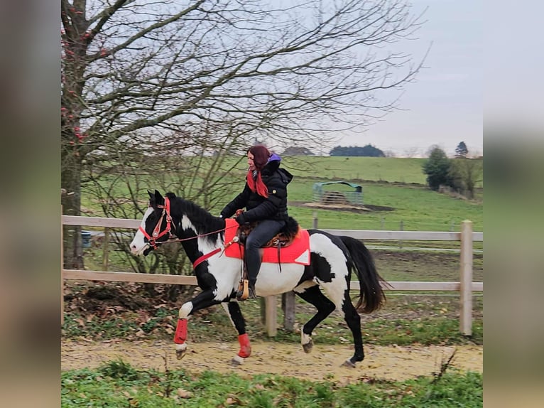 American Paint Horse Mare 6 years 14,3 hh Overo-all-colors in Linkenbach