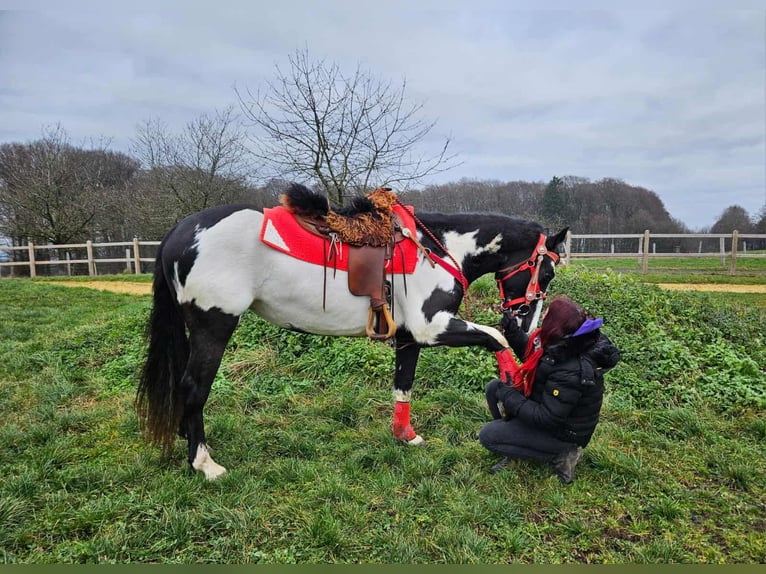 American Paint Horse Mare 6 years 14,3 hh Overo-all-colors in Linkenbach