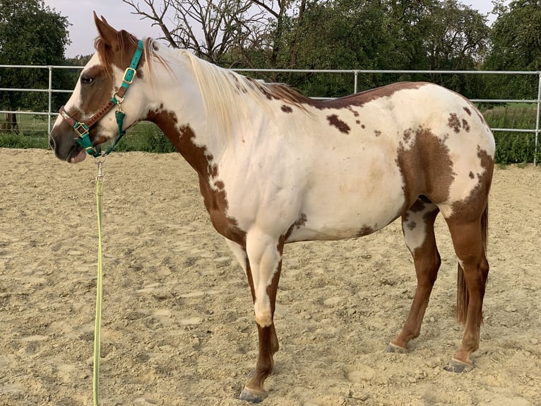 American Paint Horse Mare 6 years 14,3 hh Overo-all-colors in Tuttlingen