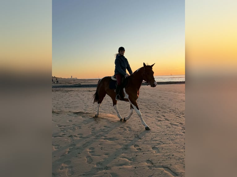 American Paint Horse Mare 6 years 15.1 hh Brown in Zandvoorde
