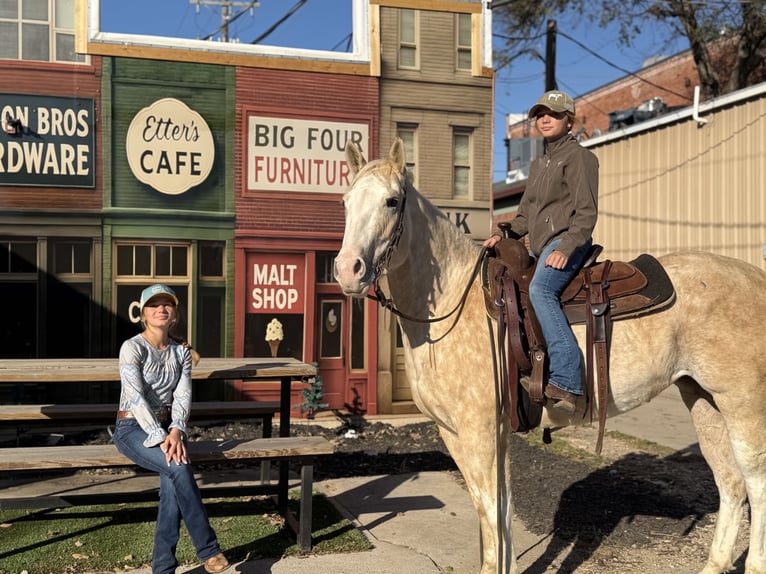 American Paint Horse Mare 6 years 15,1 hh Palomino in Cleburne