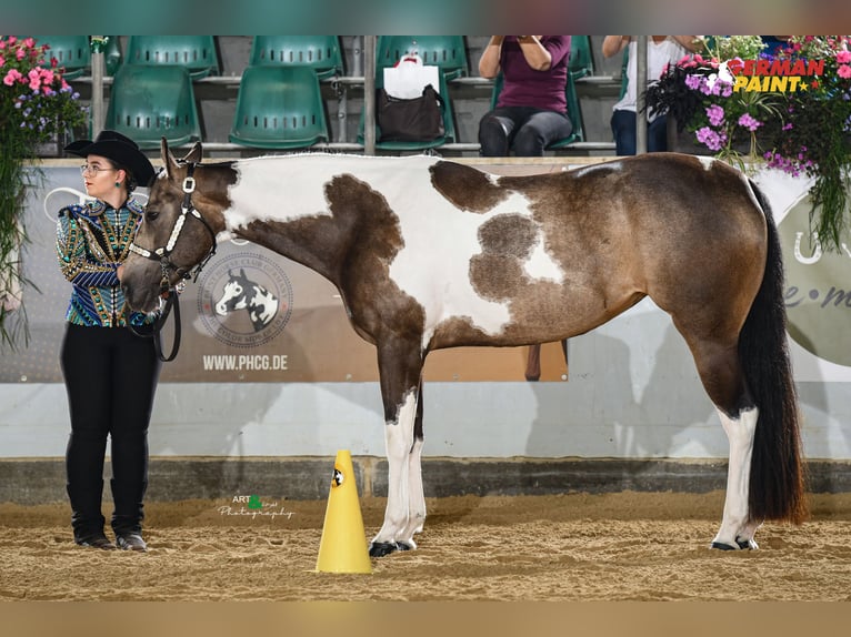 American Paint Horse Mare 6 years 15.2 hh Tobiano-all-colors in Regenstauf