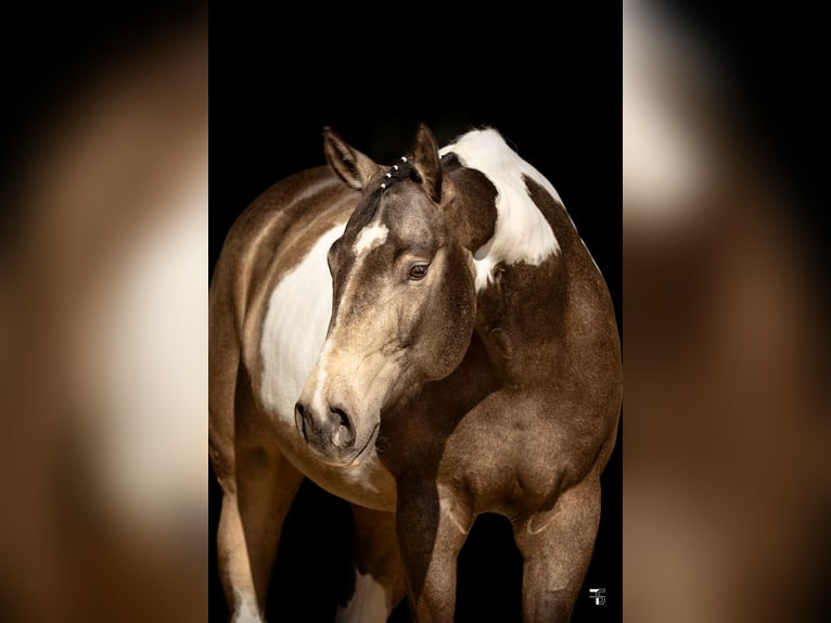 American Paint Horse Mare 6 years 15.2 hh Tobiano-all-colors in Regenstauf