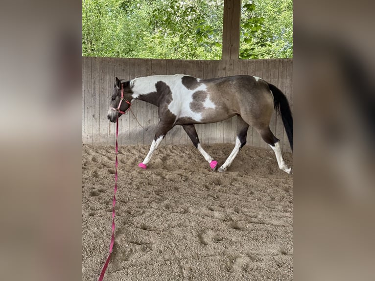 American Paint Horse Mare 6 years 15.2 hh Tobiano-all-colors in Regenstauf