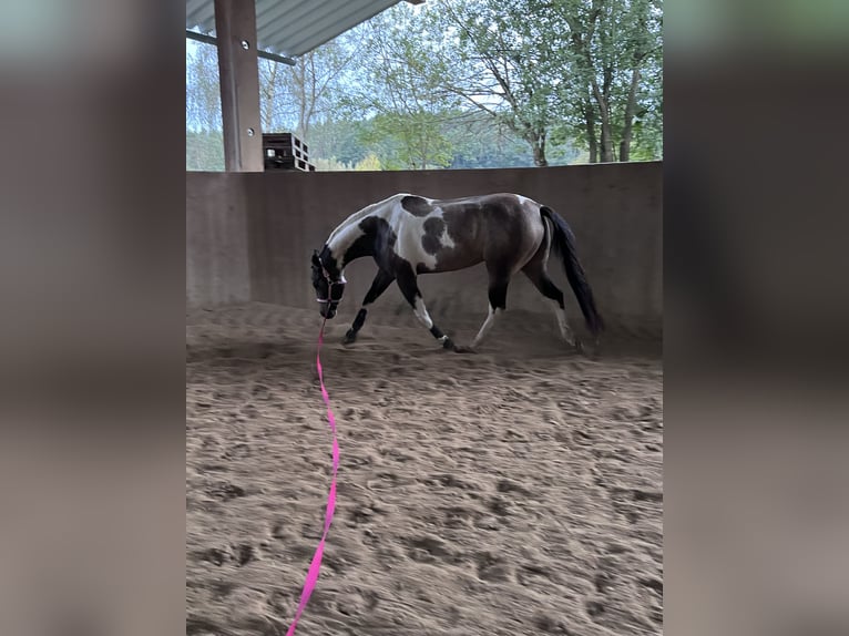 American Paint Horse Mare 6 years 15.2 hh Tobiano-all-colors in Regenstauf