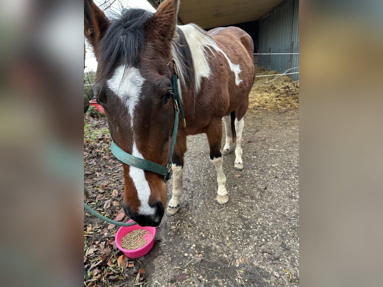 American Paint Horse Mare 6 years 15.2 hh Tobiano-all-colors in Brüggen