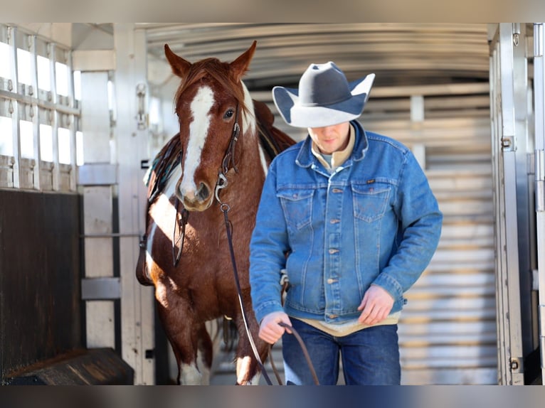 American Paint Horse Mare 6 years 15.3 hh Roan-Red in Cannon Falls