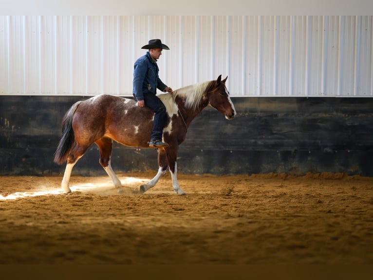 American Paint Horse Mare 6 years 15.3 hh Roan-Red in Cannon Falls