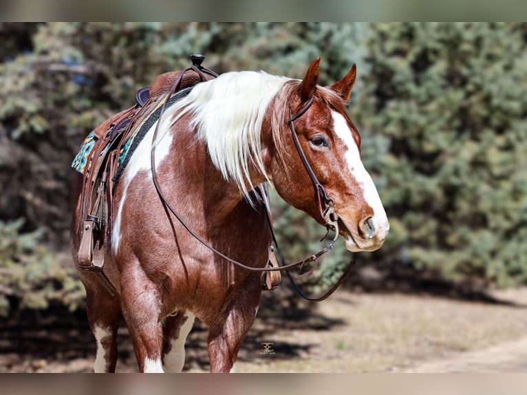 American Paint Horse Mare 6 years 15.3 hh Roan-Red in Cannon Falls