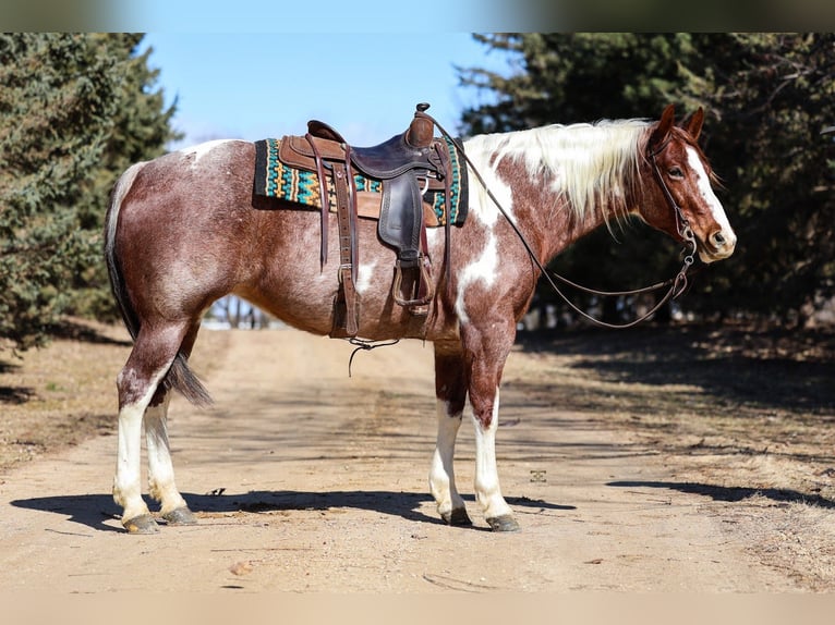 American Paint Horse Mare 6 years 15.3 hh Roan-Red in Cannon Falls