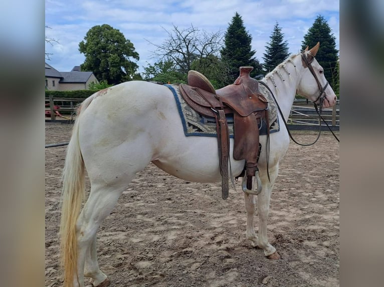 American Paint Horse Mare 6 years 15 hh Overo-all-colors in Linkenbach
