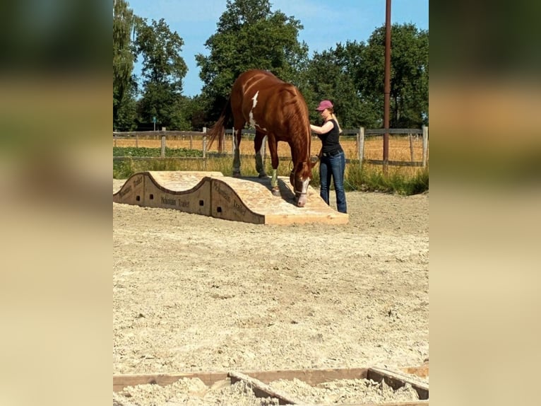 American Paint Horse Mare 6 years 15 hh Overo-all-colors in Geeste