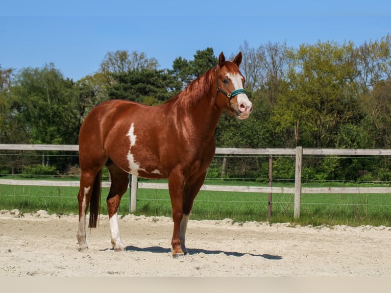 American Paint Horse Mare 6 years 15 hh Overo-all-colors in Geeste