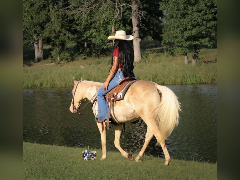 American Paint Horse Mare 6 years 15 hh  in Slocum, TX