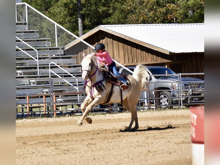 American Paint Horse Mare 6 years 15 hh  in Slocum, TX