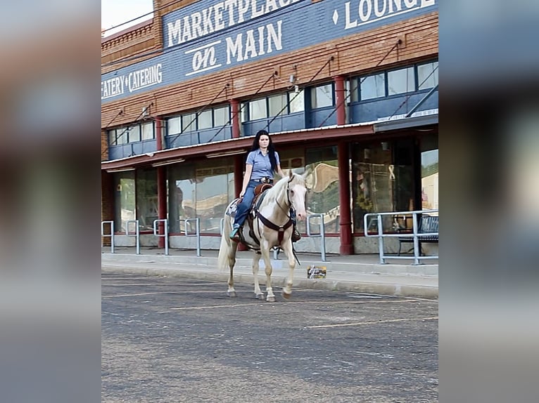 American Paint Horse Mare 6 years 15 hh  in Slocum, TX