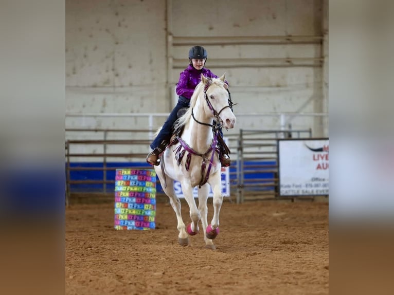 American Paint Horse Mare 6 years 15 hh  in Slocum, TX