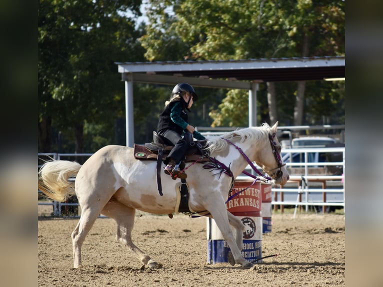 American Paint Horse Mare 6 years 15 hh  in Slocum, TX